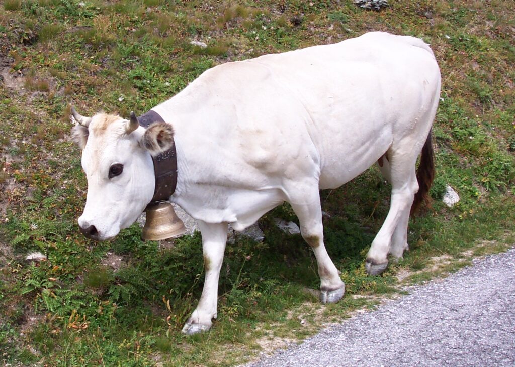 Carne Italiana : razza bovina piemontese