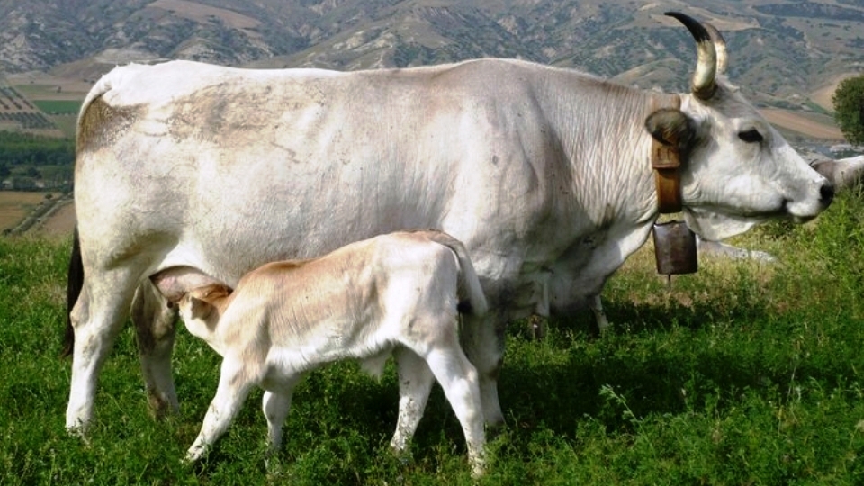 Carne italiana: bovini di razza Podolica