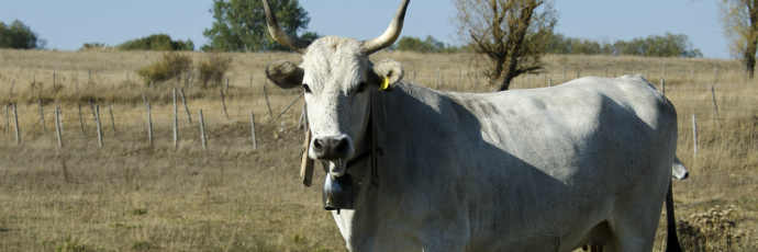 Carne italiana: un bovino di razza Podolica